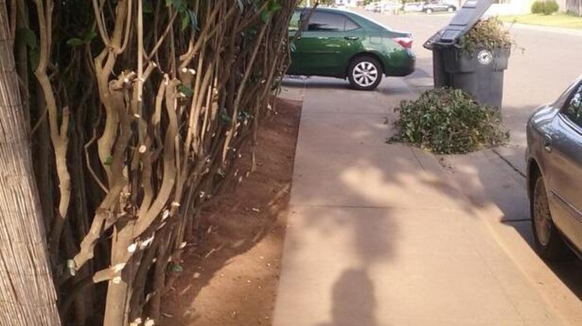 Denise Brechbill said she has trimmed her hedge back about 18 inches from the sidewalk and thinned foliage, saying it does not impede her view of pedestrians or traffic as she backs out of her driveway on Elk Way in Elk Grove.
