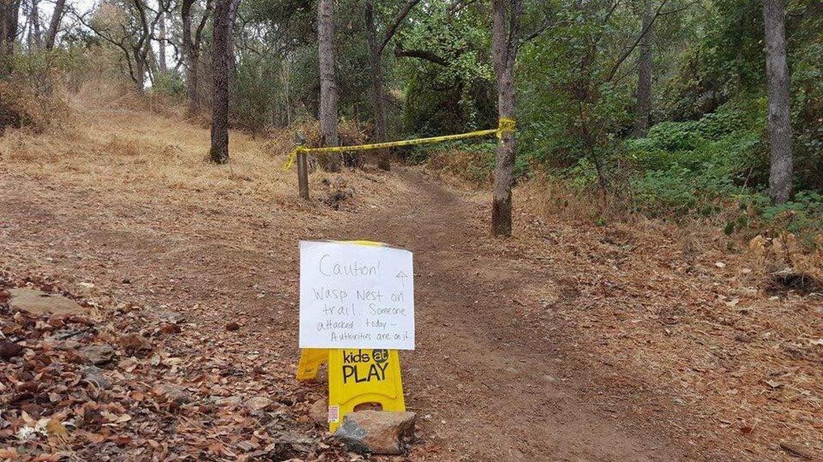 An El Dorado Hills woman was attacked Monday morning by a colony of wasps off the New York Creek Trail near Falkirk Way and Keswick Drive, according to the El Dorado Hills Fire Department.