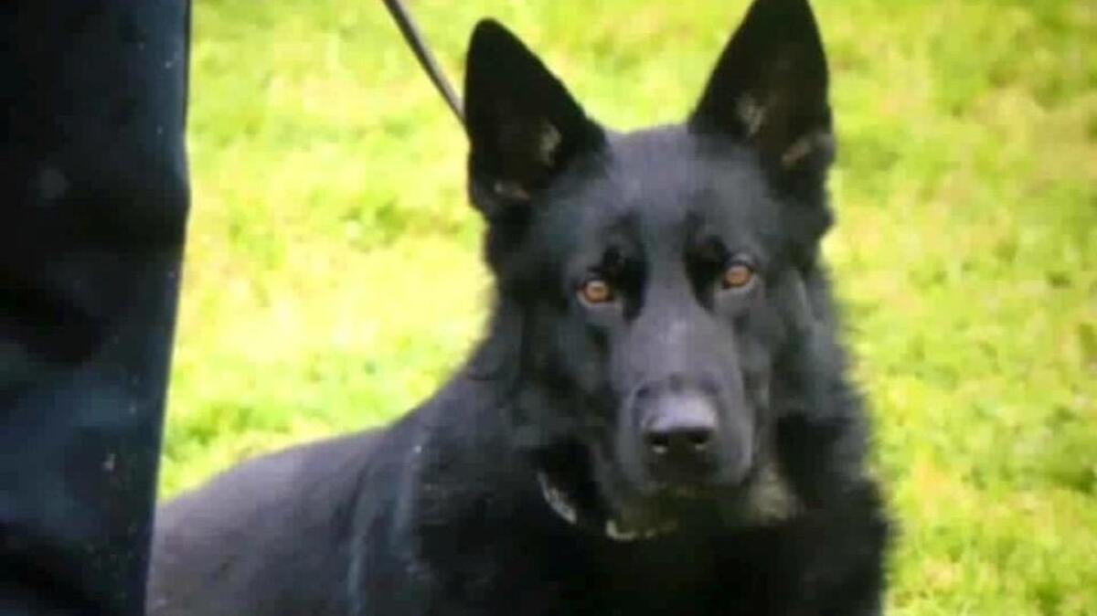 Peydro, a Woodland police dog, is in critical condition after undergoing surgery for injuries suffered while pursuing a suspect early Saturday, May 28, 2016.