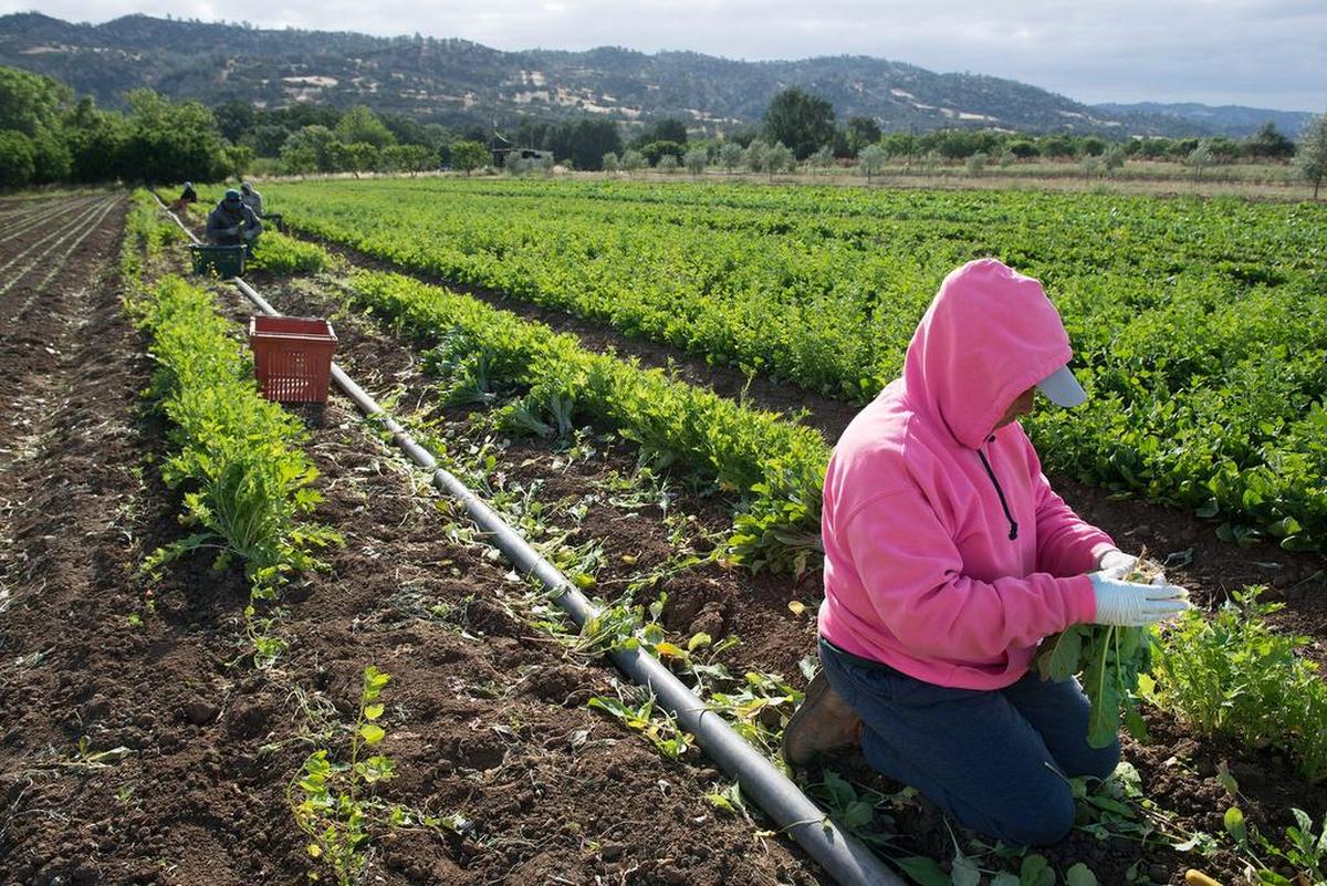 Field workers pick arugula at Full Belly Farm in Guinda in May 2015. The farm will lead guided tractor tours in late March as part of Yolo County’s YoloFest, with produce and flowers from the farm available for sale.
