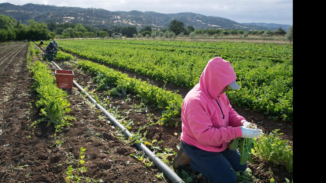 
Field workers pick arugula at Full Belly Farm in Guinda. The freshly picked produce is packaged and trucked to businesses in the Bay Area and Sacramento.
