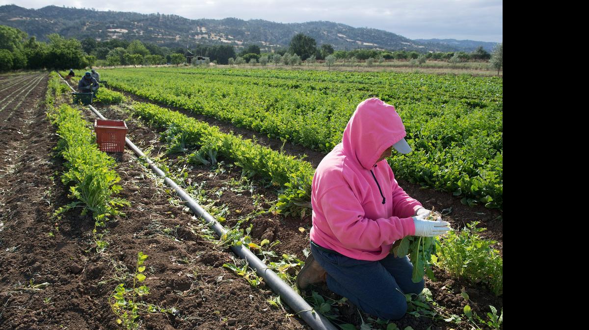 
Field workers pick arugula at Full Belly Farm in Guinda. The freshly picked produce is packaged and trucked to businesses in the Bay Area and Sacramento.
