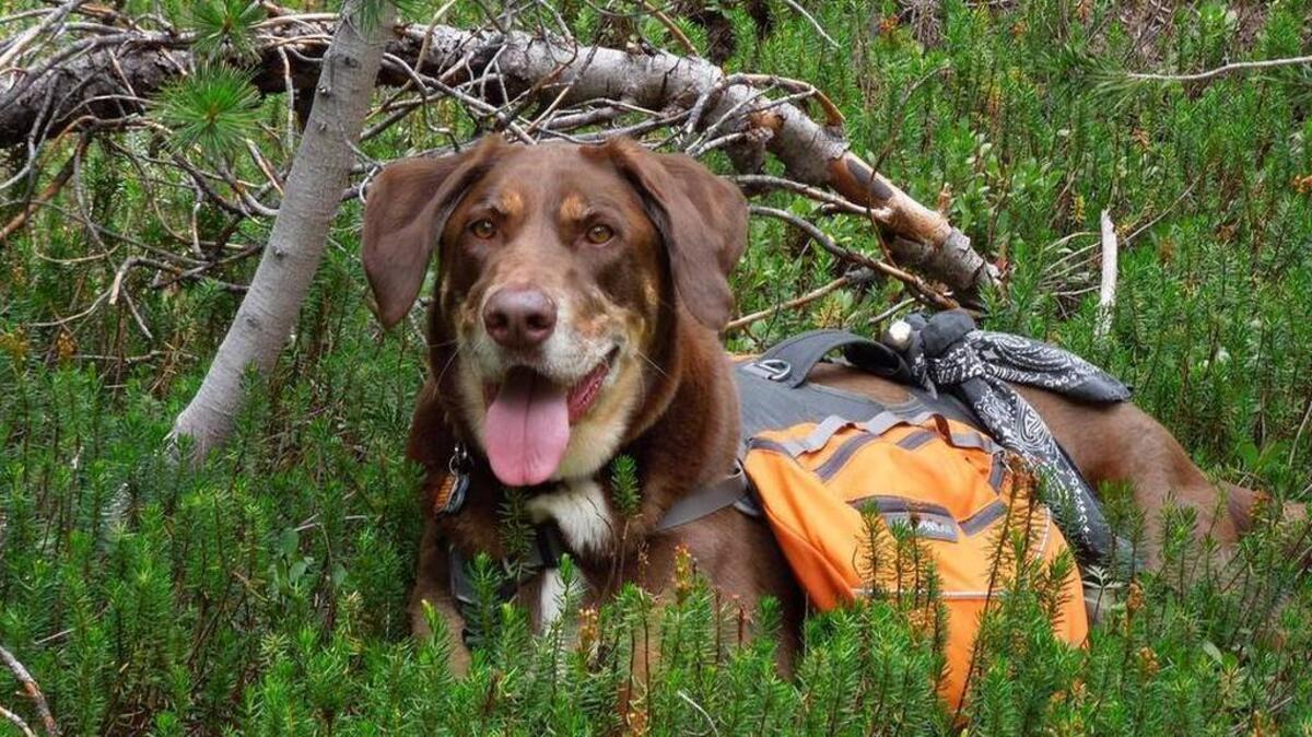
Gibson backpacking. 
