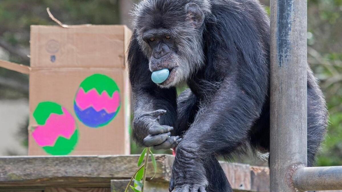The San Francisco Zoo & Gardens hosts Big Bunny’s Spring Fling on Easter weekend.