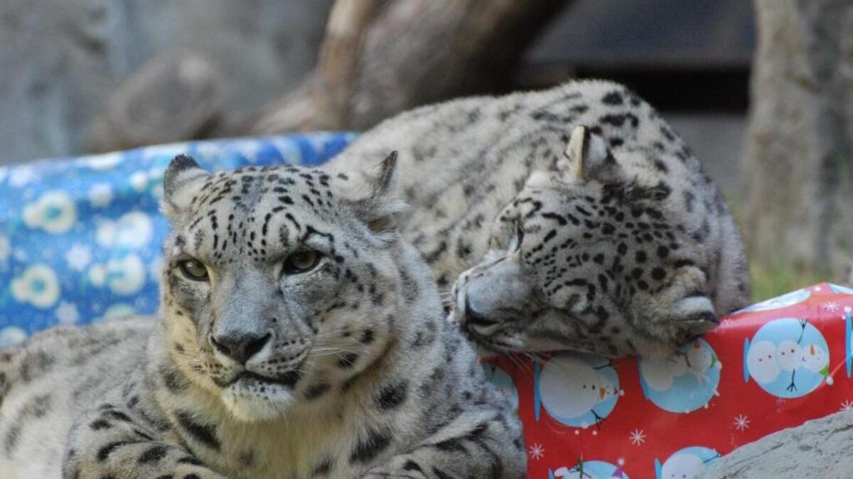 Sacramento Zoo Holiday Magic