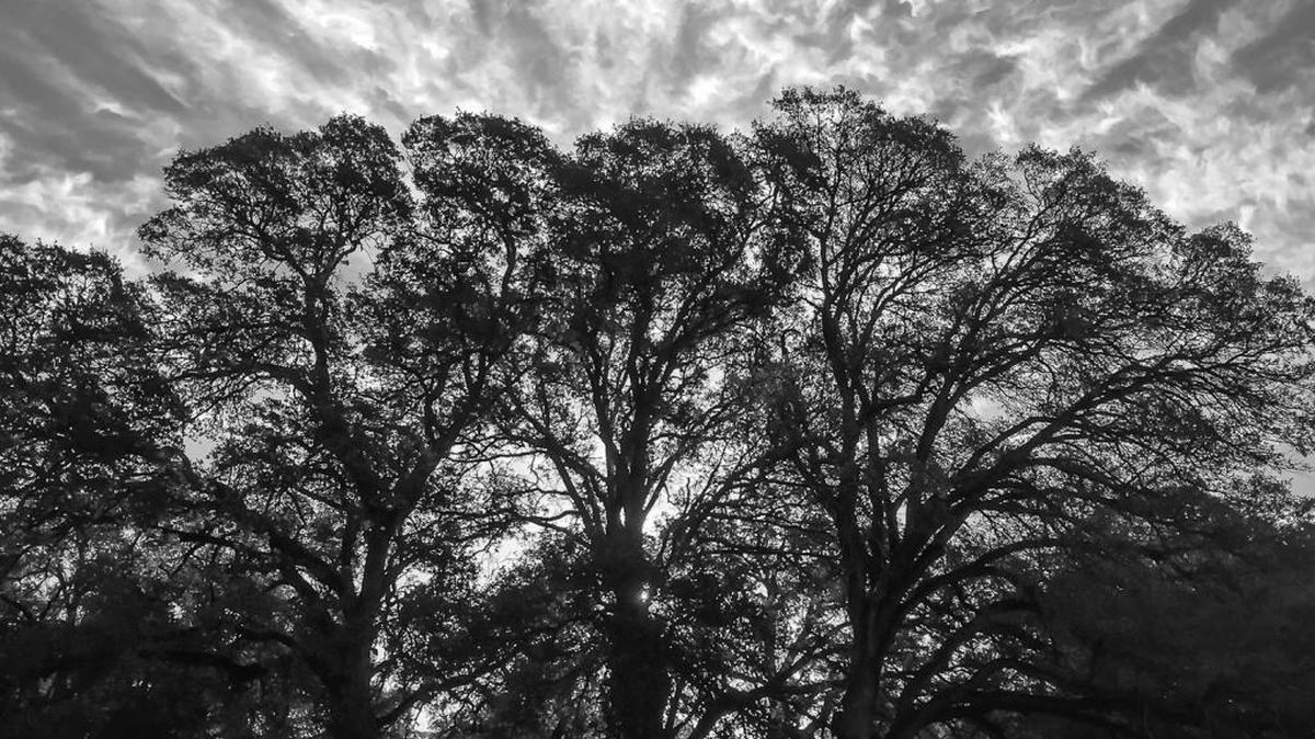 
Alan Craig Barnard’s photos include this “Three Oaks.”
