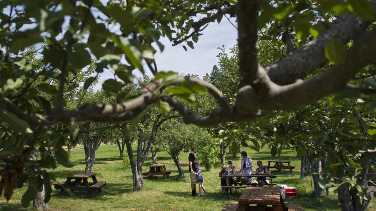 
On a weekend at Apple Hill last fall, the Ritchie family of Sacramento had their pick of picnic tables for lunch at Rainbow Orchards.
