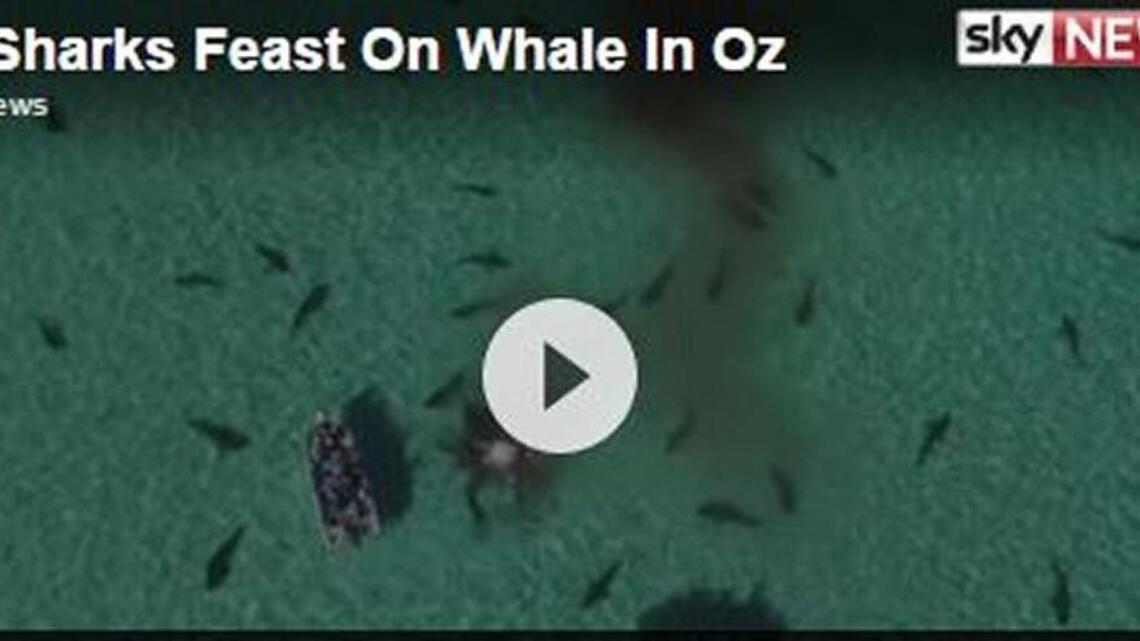 Video shows 70 sharks feasting on whale in - where else - Shark Bay