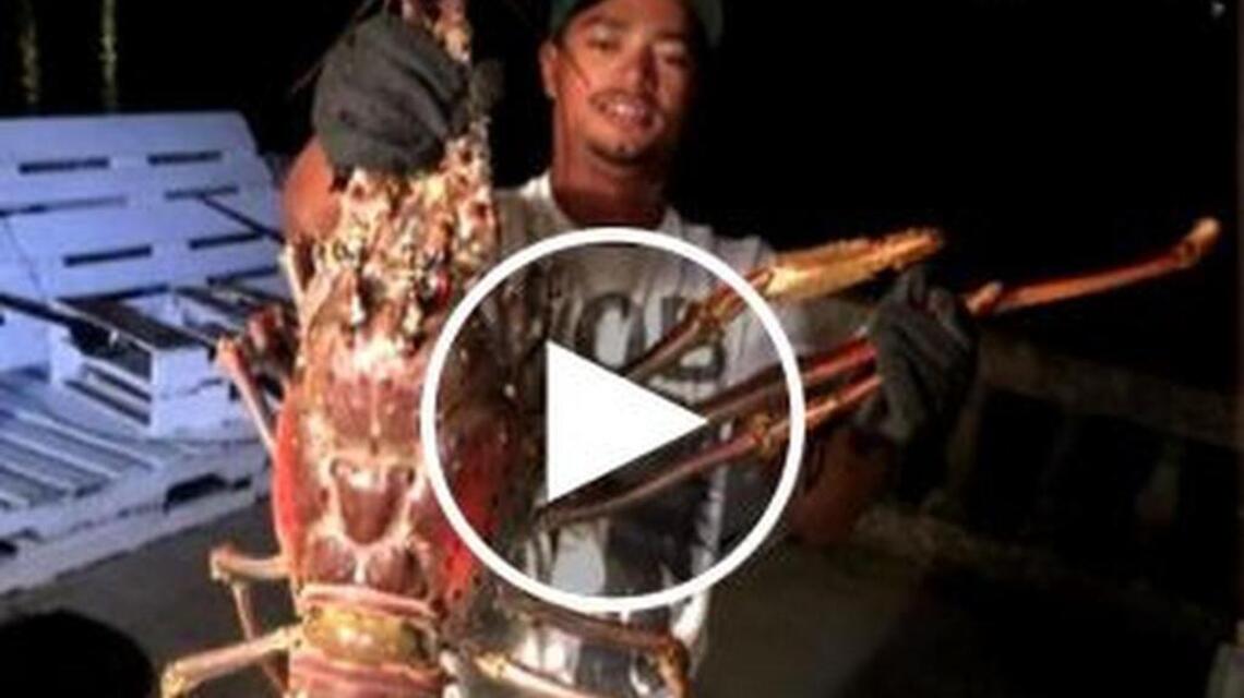 Monster 14-pound lobster caught after Hurricane Nicole