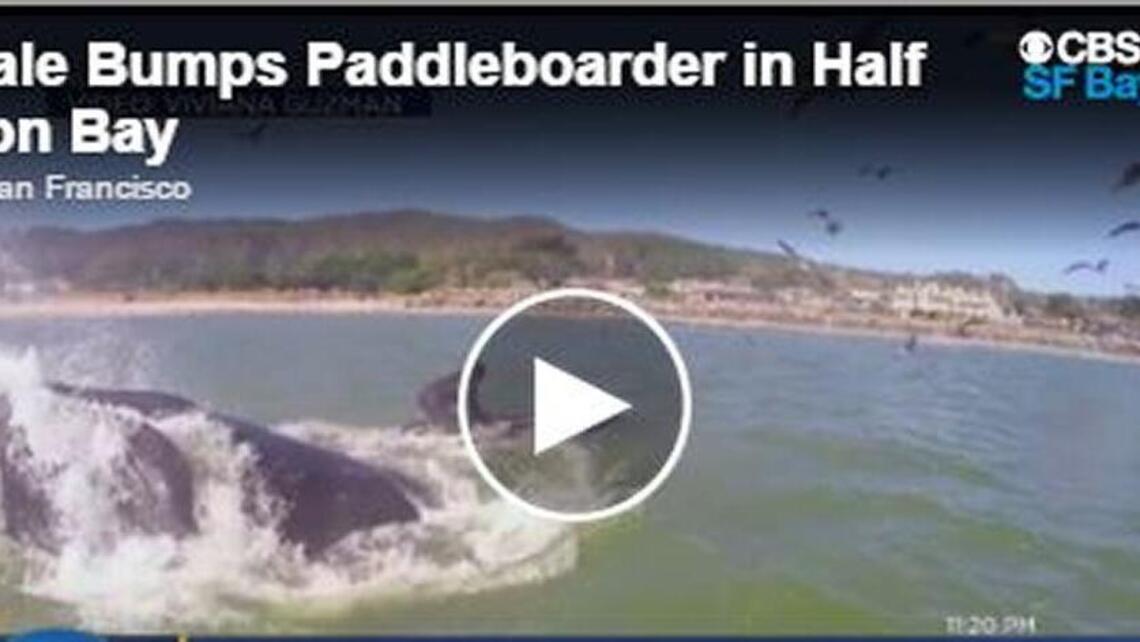 ICYMI: Watch whale bump paddleboarder in Half Moon Bay
