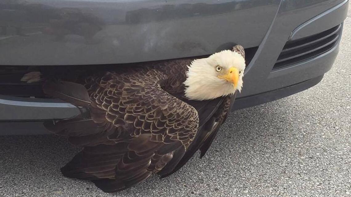 Bald eagle rescued from car grill as Hurricane Matthew passes through