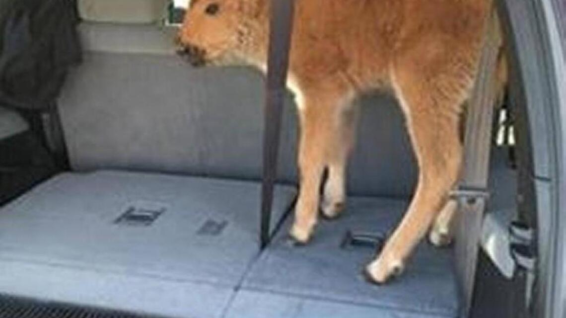 Elk charges Yellowstone visitor who got too close for picture