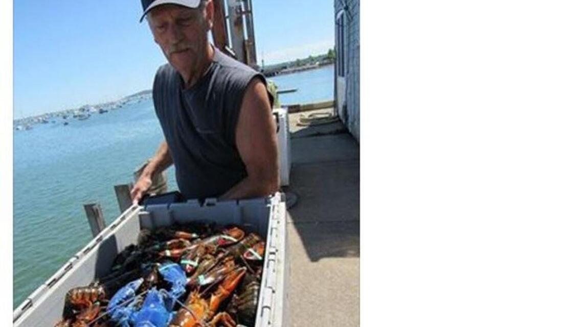 Man catches rare blue lobster - take a look