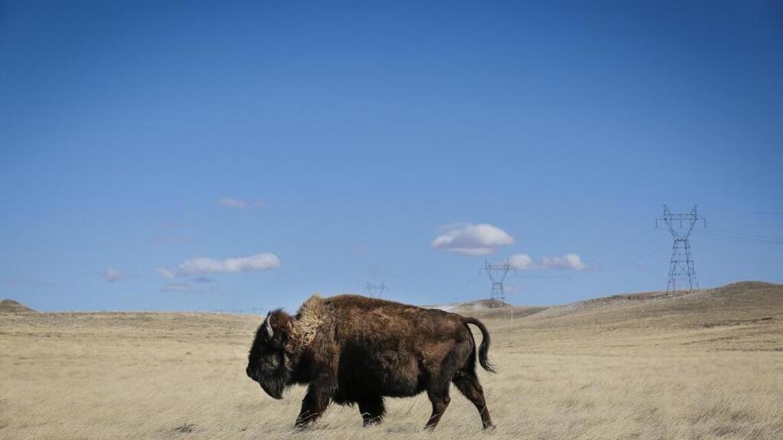 What happens when you pet a bison at Yellowstone