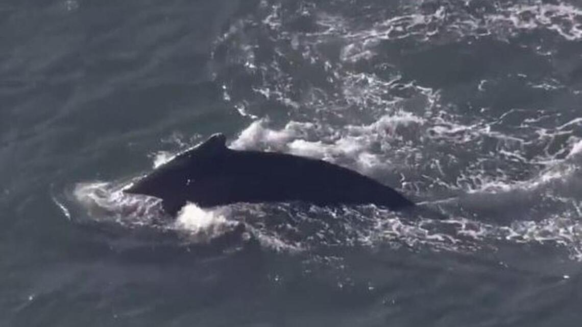 Humpback whales gain up-close, long-distance attention in S.F. Bay