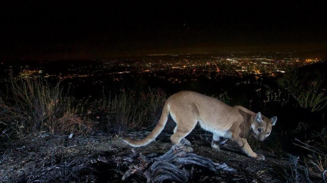 National park camera perfectly captures mountain lion above L.A. city lights