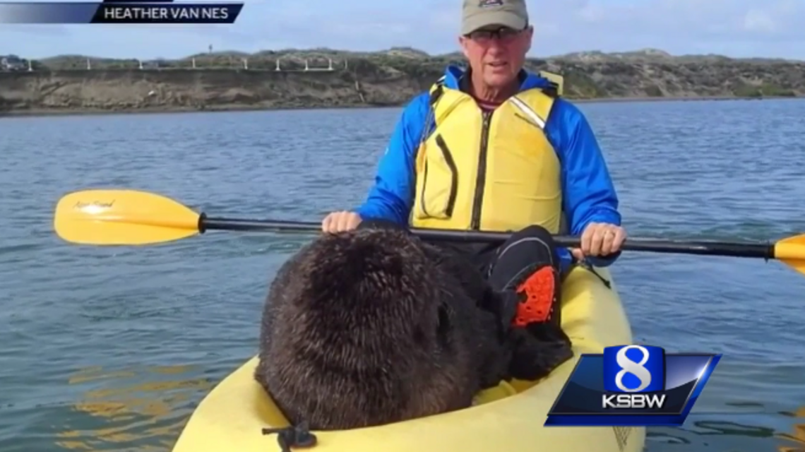 Sharp-toothed sea otter jumps into man’s kayak in Monterey Bay - can’t say he wasn’t warned