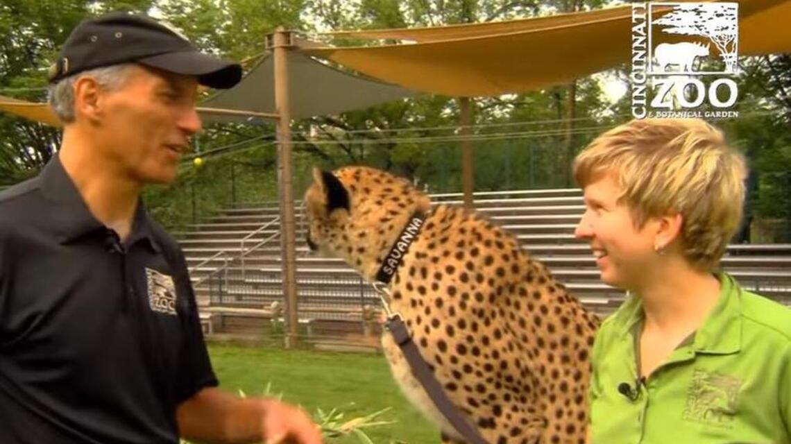 See what happens when a zoo puts GoPro on a cheetah