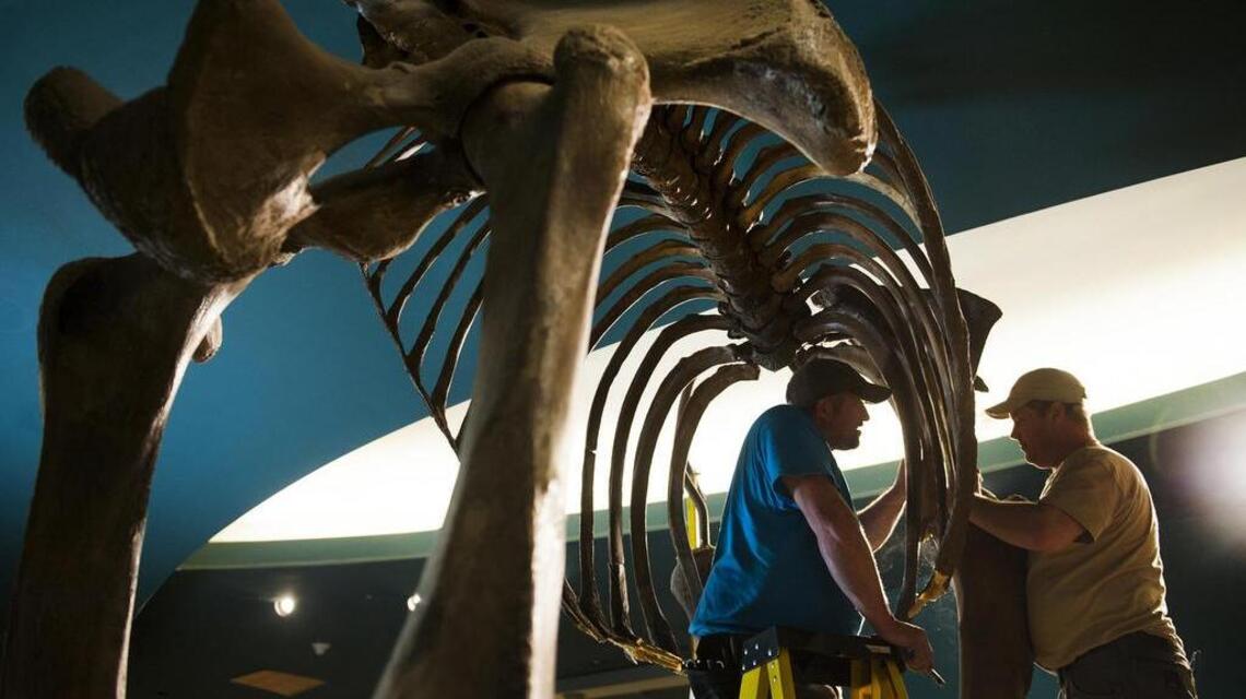 Harvard scientist aims to resurrect the wooly mammoth within a few years