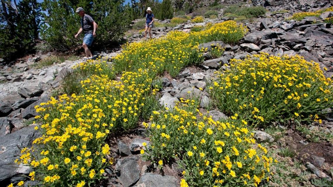 Wildflowers blanket the hillside just below the summit of Mount Tallac in July 2013.