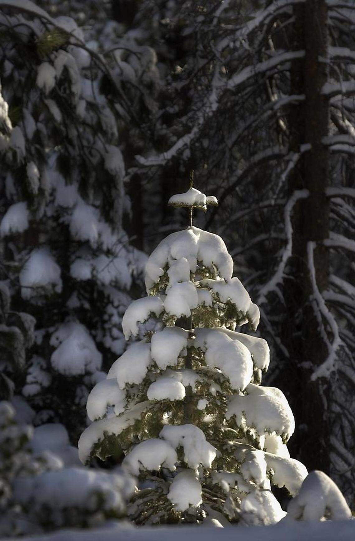 A young evergreen stands covered with snow while dwarfed by taller cousins in Eldorado National Forest.