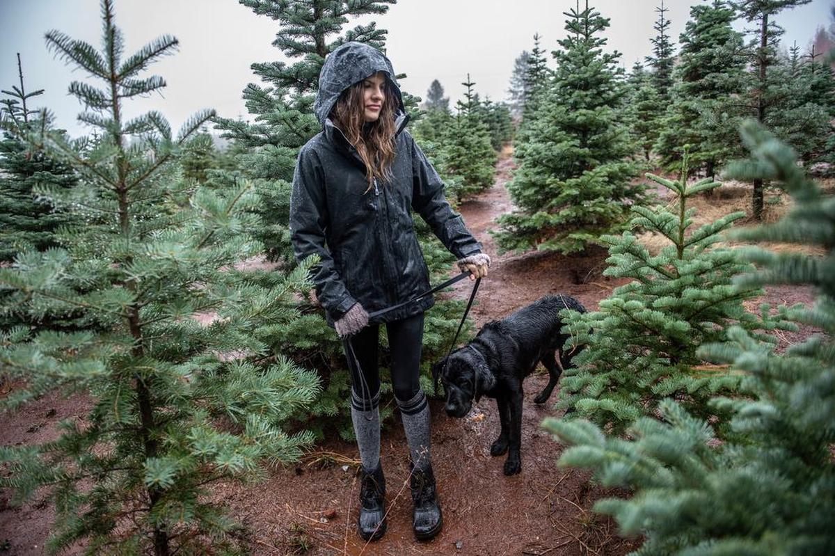 Gabriella Ingwaldson, of Danville, takes her guide dog-in-training Jarl on the family Christmas tree trip at Rhodes Family Tree Farm.