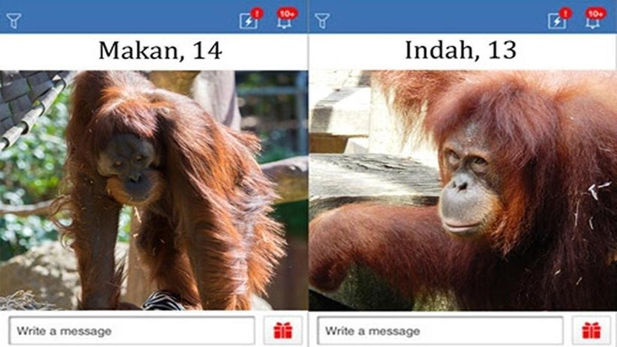Profiles of Makan and Indah, potential mates at the Sacramento Zoo.