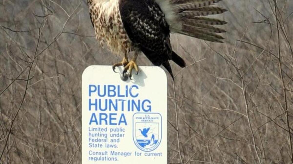 Above: A hawk prunes its feathers at the San Luis National Wildlife Refuge. Top left: Interactive exhibits in the visitors center of the refuge, visited by 75,000 to 80,000 people each year. Bottom left: Signs direct visitors to the refuge’s wetlands and wildlife.