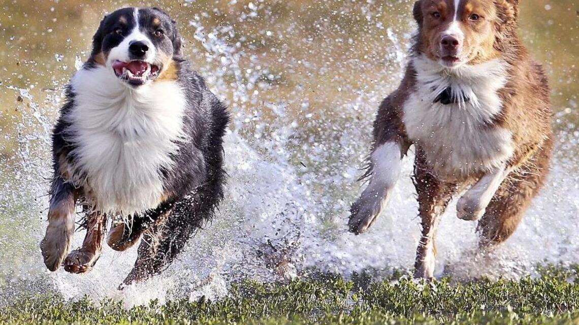 Boyfriend-girlfriend shouldn’t share rescue dog