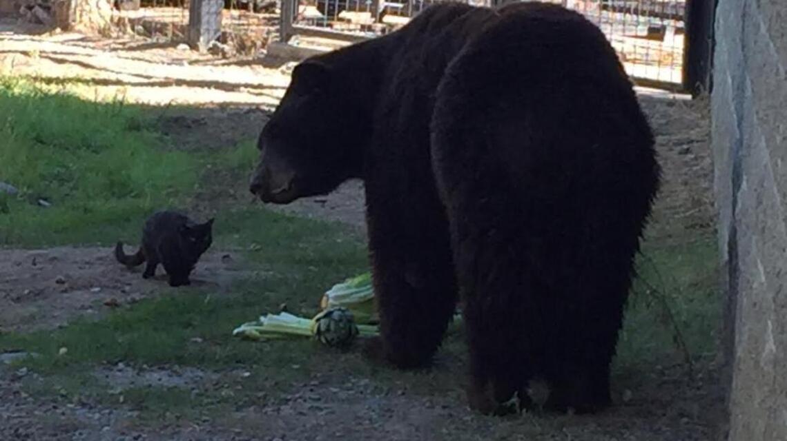 Folsom zoo outperforms budget projections amid city’s ongoing funding debate
