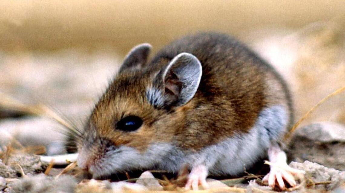 Tahoe-area county reports case of rare virus primarily spread by rodents