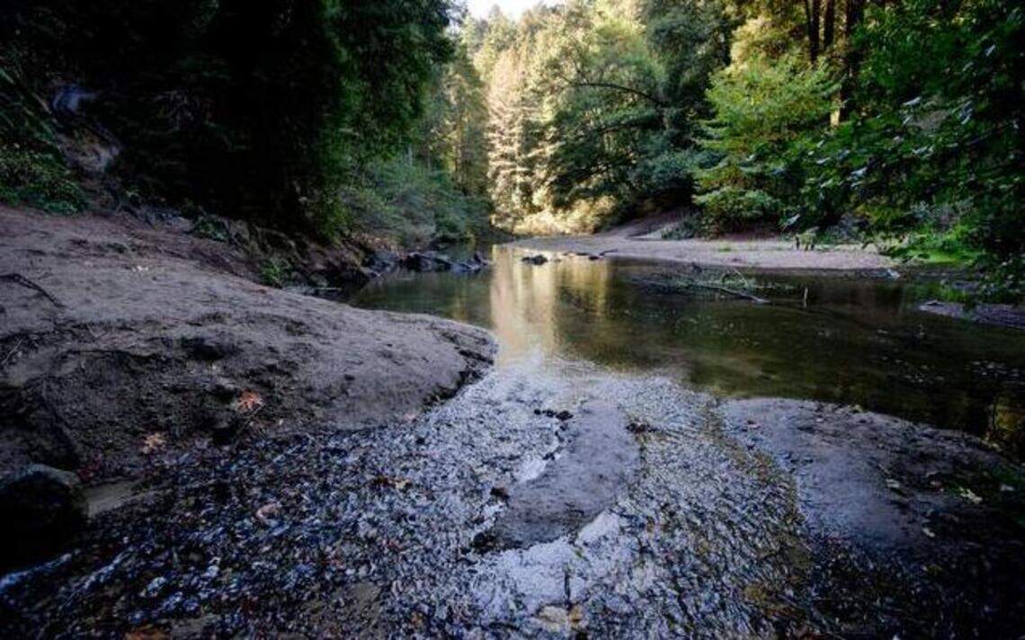 Fresh Tracks: Cowell Redwoods State Park has more than just big trees