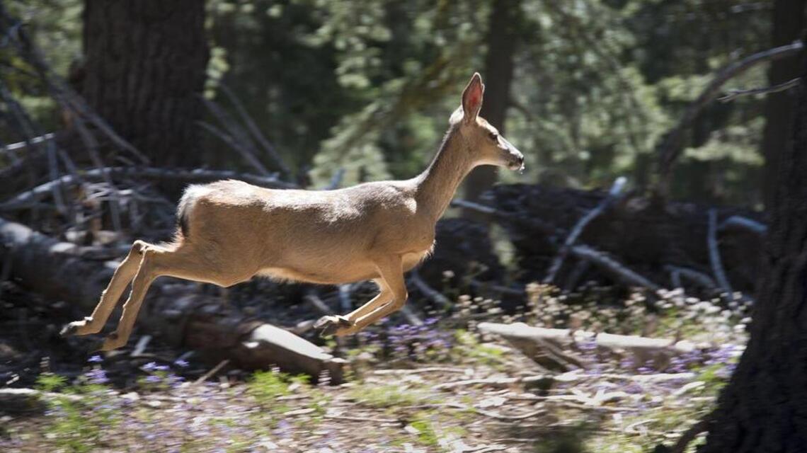 Weekend Hike: Tahoe Rim Trail