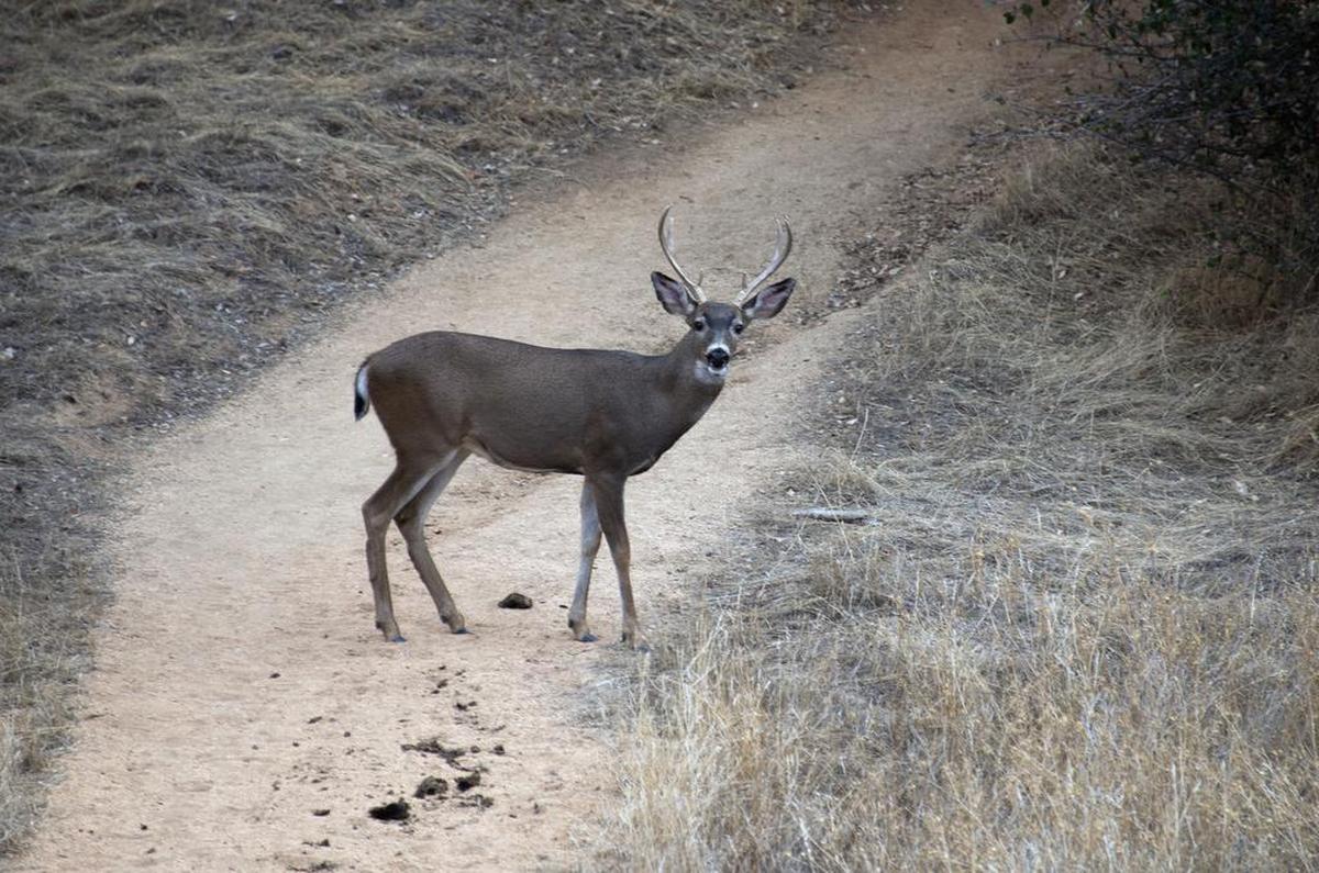 A deer crosses the trail, which starts near Folsom Lake.