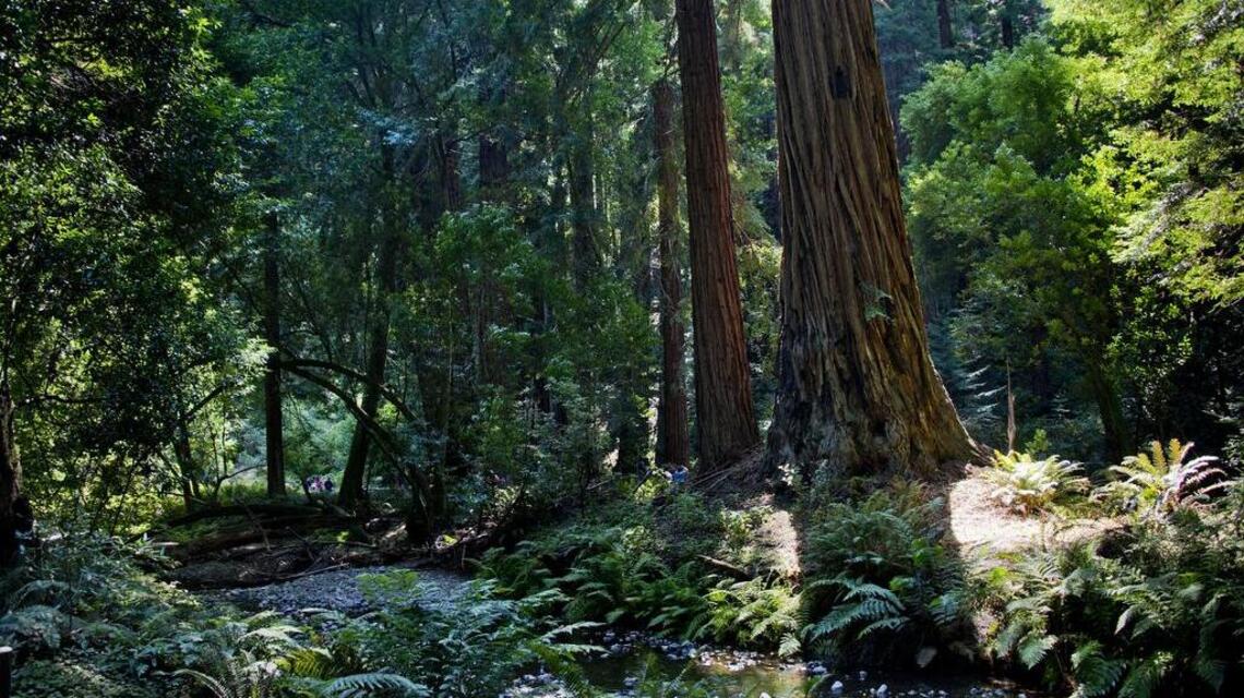 Weekend Hike: Mount Tamalpais summit