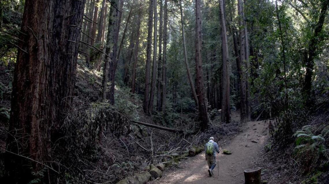 Fresh Tracks: French Trail in Oakland hills