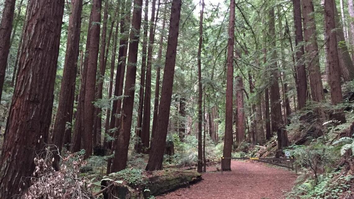 Weekend Hike: Butano State Park in Pescadero