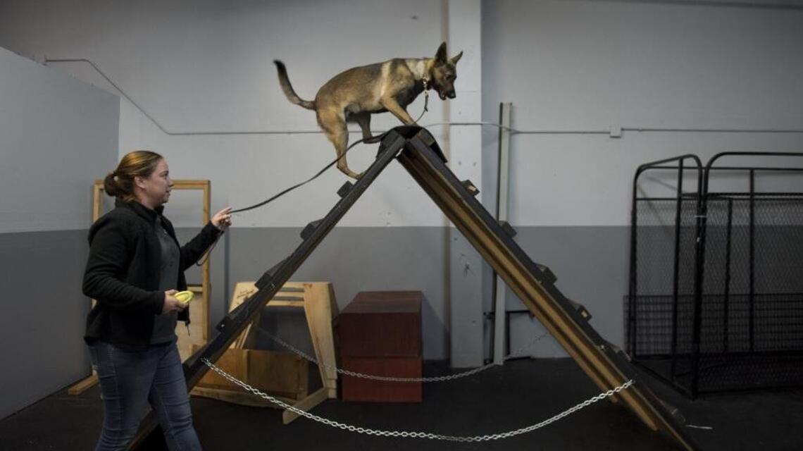 Dogs to the rescue: Ex-shelter animals trained to serve those in need