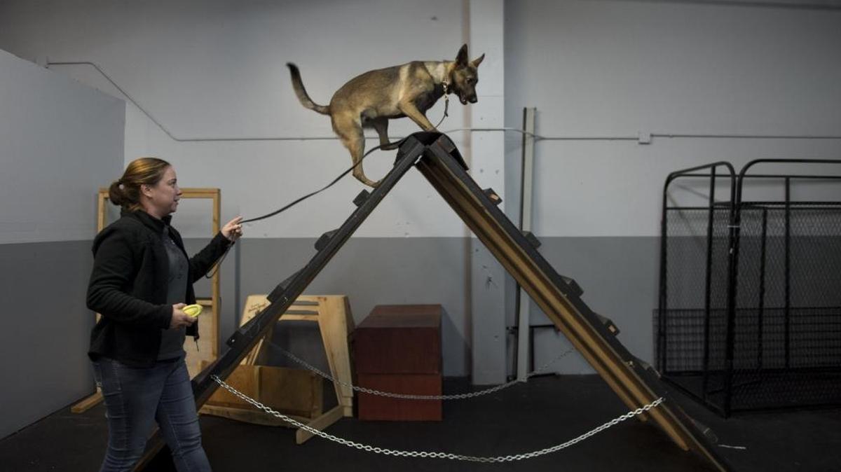Canine trainer and specialist Justine Borghello trains her 1-year-old Belgian Malinois, Dembe, at Capital City K9 on Nov. 22 in Sacramento. Capital City K9 is a nonprofit dedicated to rescuing local shelter dogs and training them to become service dogs for veterans and trauma victims with PTSD.