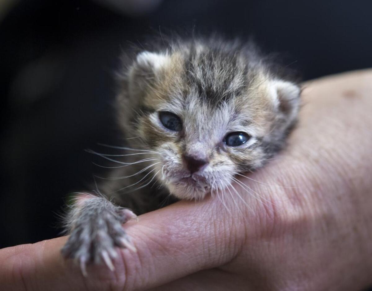 This tiny 4 oz. kitten named “Miracle” was found in the street and brought to the Sacramento County animal shelter in 2017 where Itsie Bitsie Rescue, Inc picked her up and will bottle feed her until she is old enough to be spayed and then she will go up for adoption.