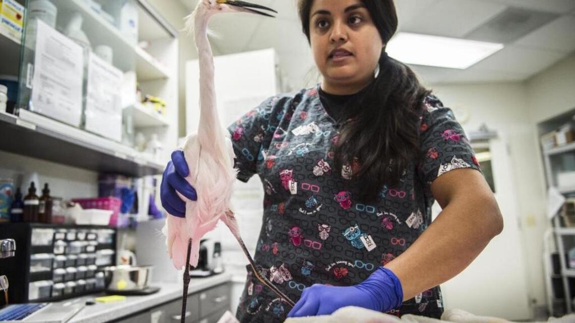 Wild but vulnerable: Injured, sick, orphaned animals need care
