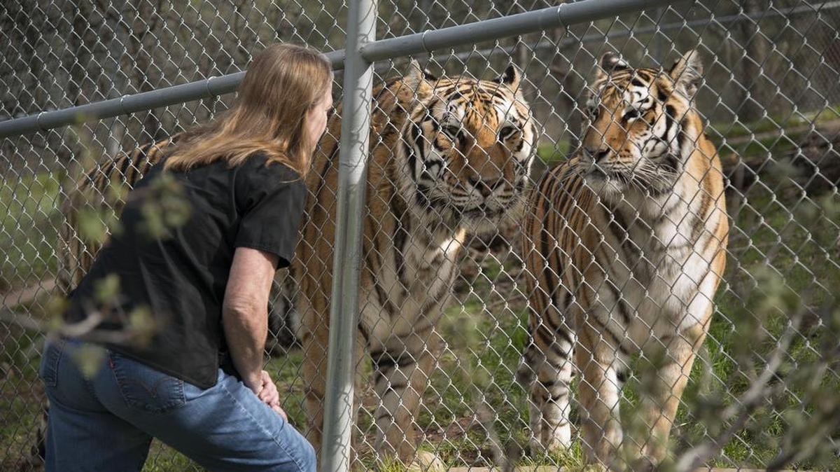Jackie Gai, the longtime veterinarian at the Performing Animal Welfare Society sanctuary for abused and retired entertainment animals, checks on two tigers at ARK 2000 on Feb. 1 in San Andreas. Gai designed a new $1 million “wellness center” funded by a huge anonymous donation.