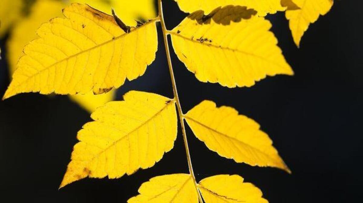 Fall color can be preserved for later.