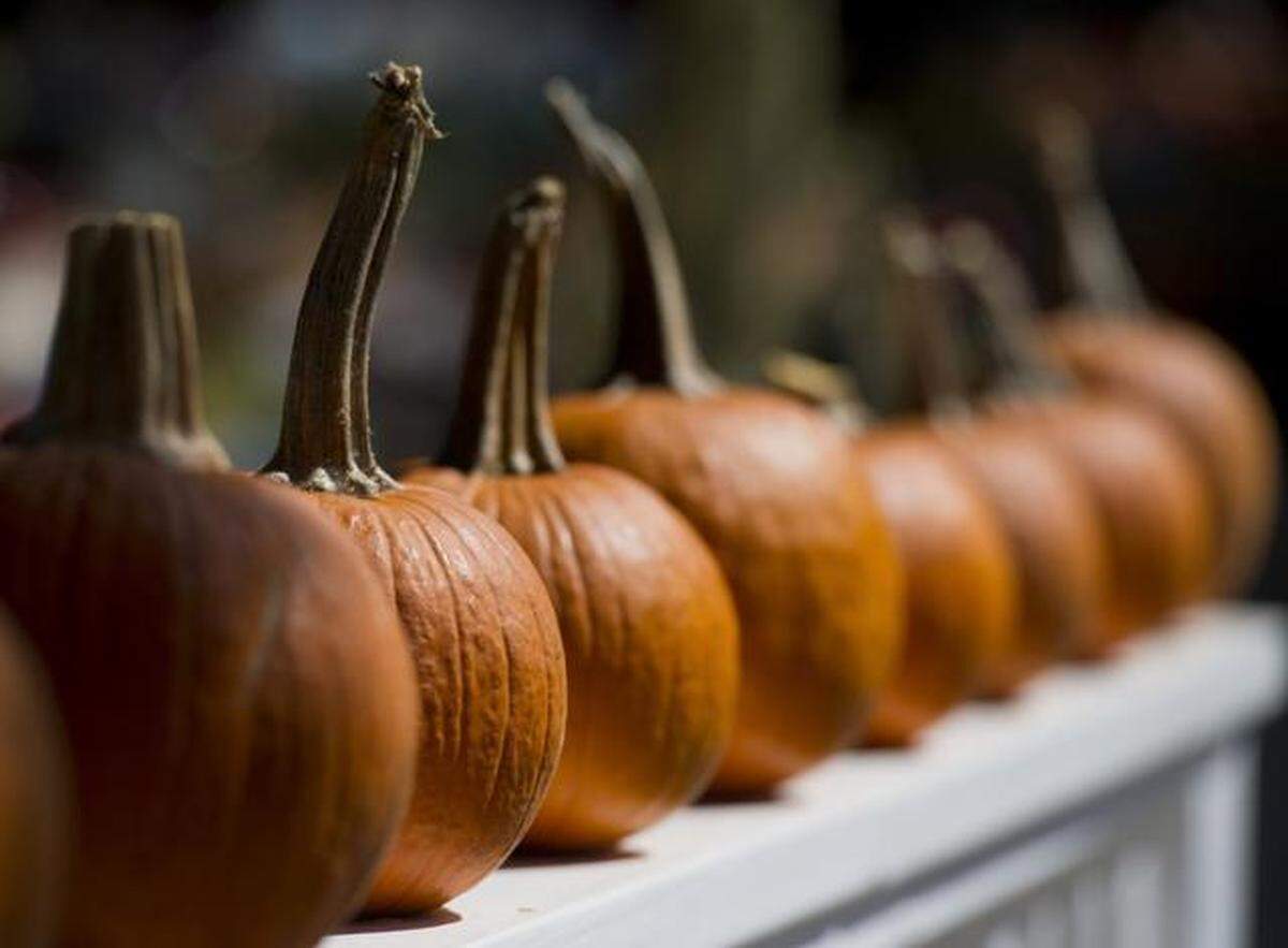 Pumpkins at Mill View Ranch in 2014.