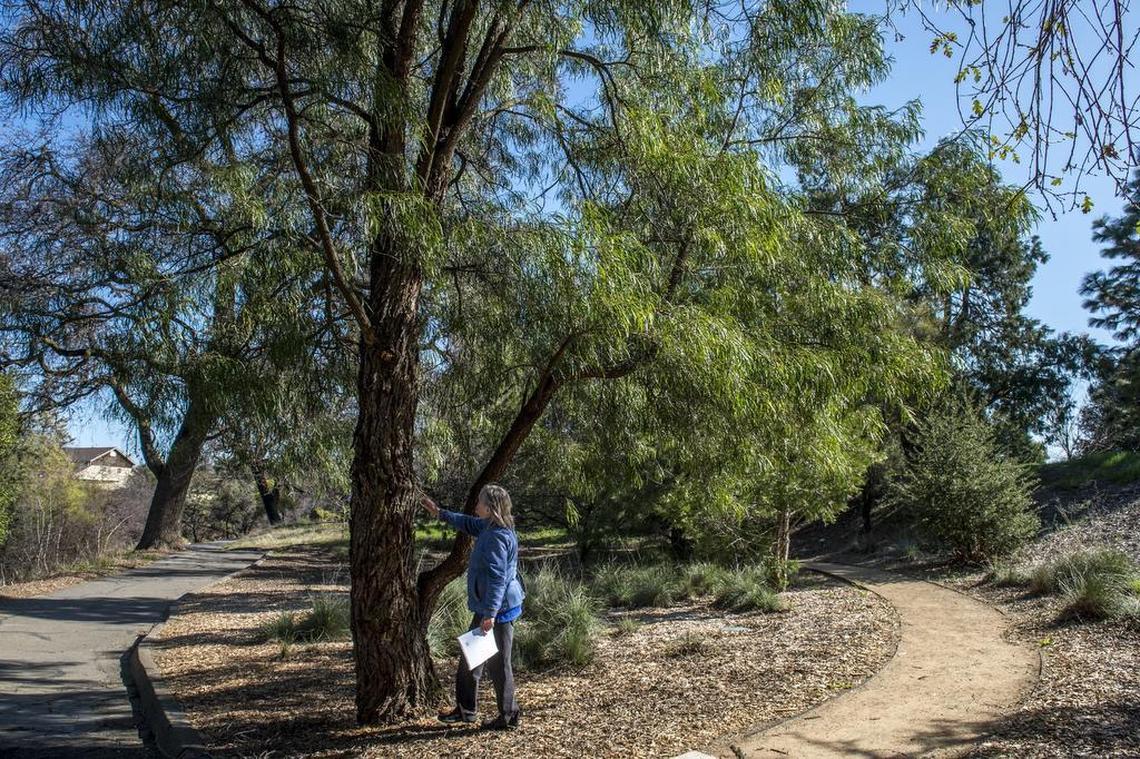 Ellen Zagory, arboretum horticulturist at UC Davis talked about the bark blackwood acacia on the in Davis on Monday, Feb. 12, 2018.