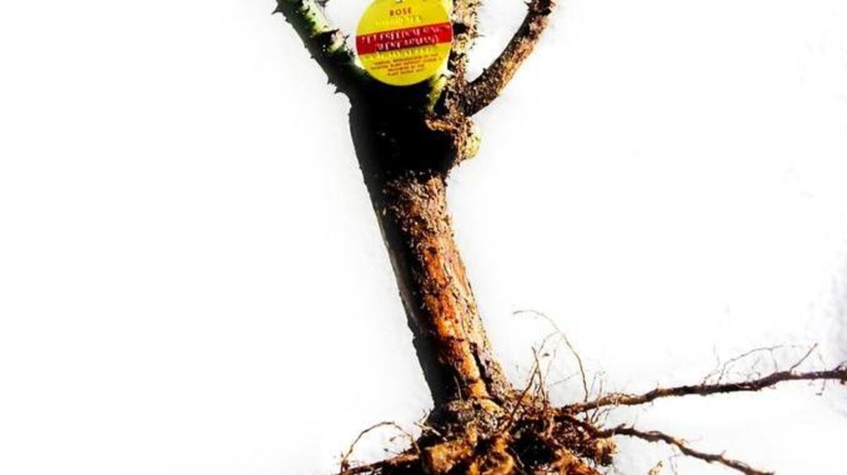 Late December is a great time to plant bare-root roses.