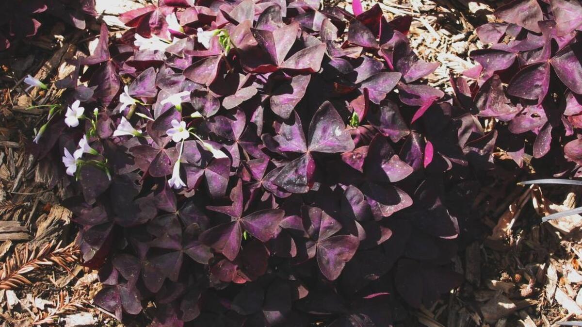 
Purple leaf false shamrock, a native of Brazil, loves dry shade in Sacramento.
