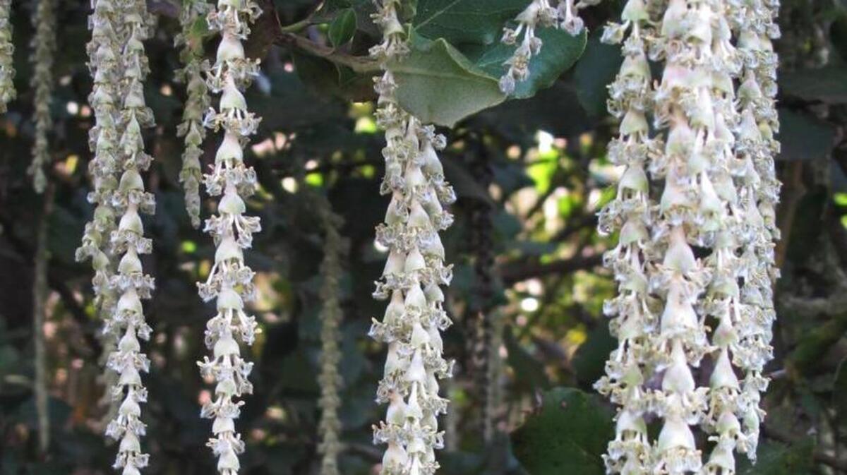Garden Gems: Evie silk tassel, a common cultivar of a California native shrub, is a standout in the dry winter garden with 10-inch long silvery chains of flowers.