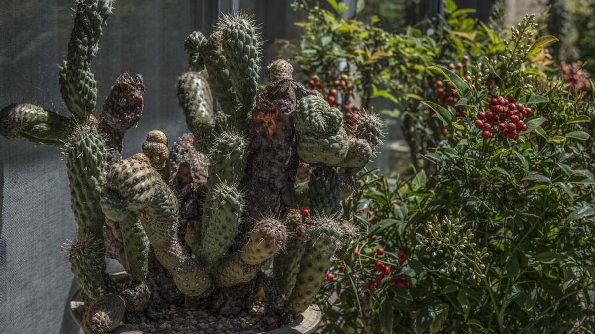 Pat Allen’s first cactus was a foundling. It’s survived 28 years since she retrieved it from the street.
