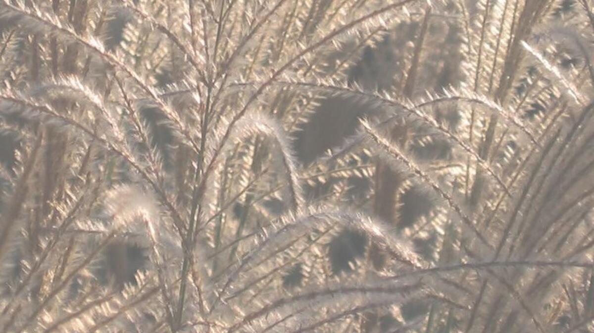Japanese silver grass needs twice-monthly deep irrigation in the summer, and only an annual mowing.